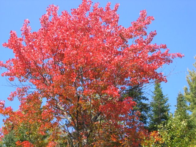 [Random+Tree.JPG]