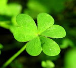 ♥ My Lucky Clover ♥