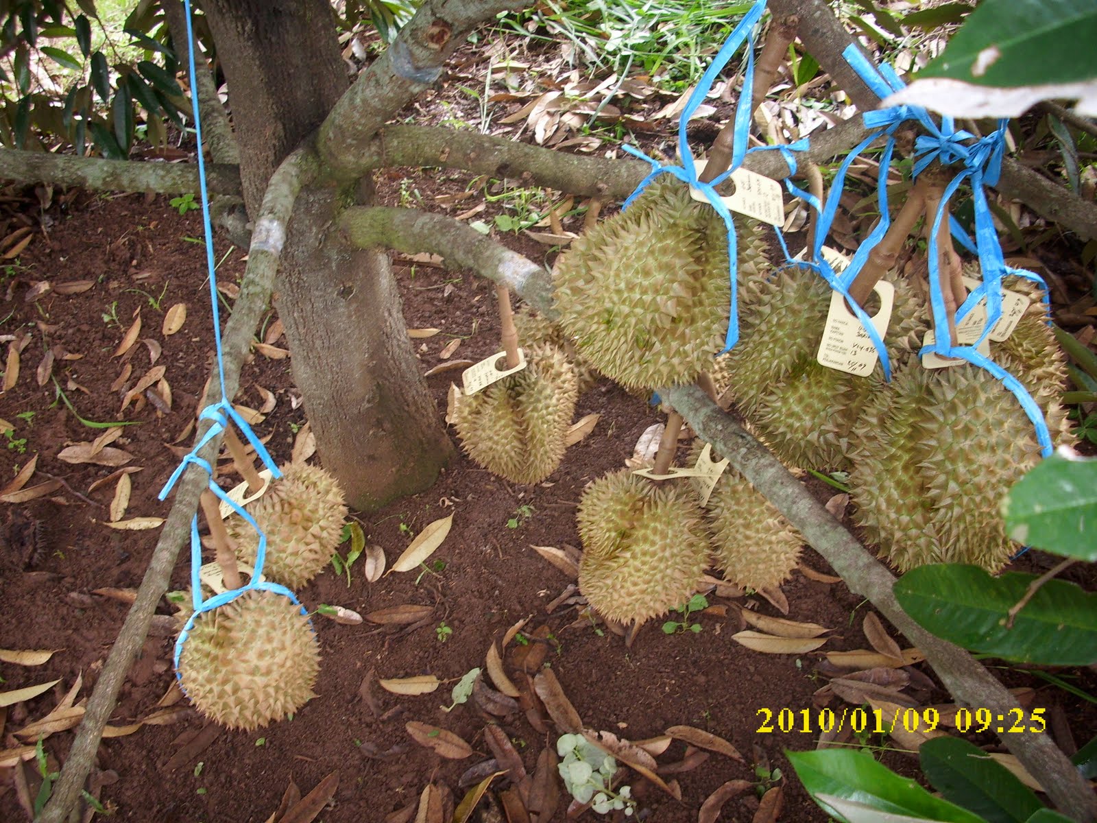 SUPER ADVANCED FERTILIZER Durian Fruit