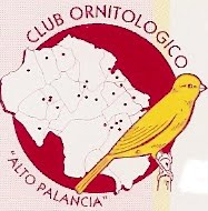 Club Ornitologico Alto Palancia Segorbe