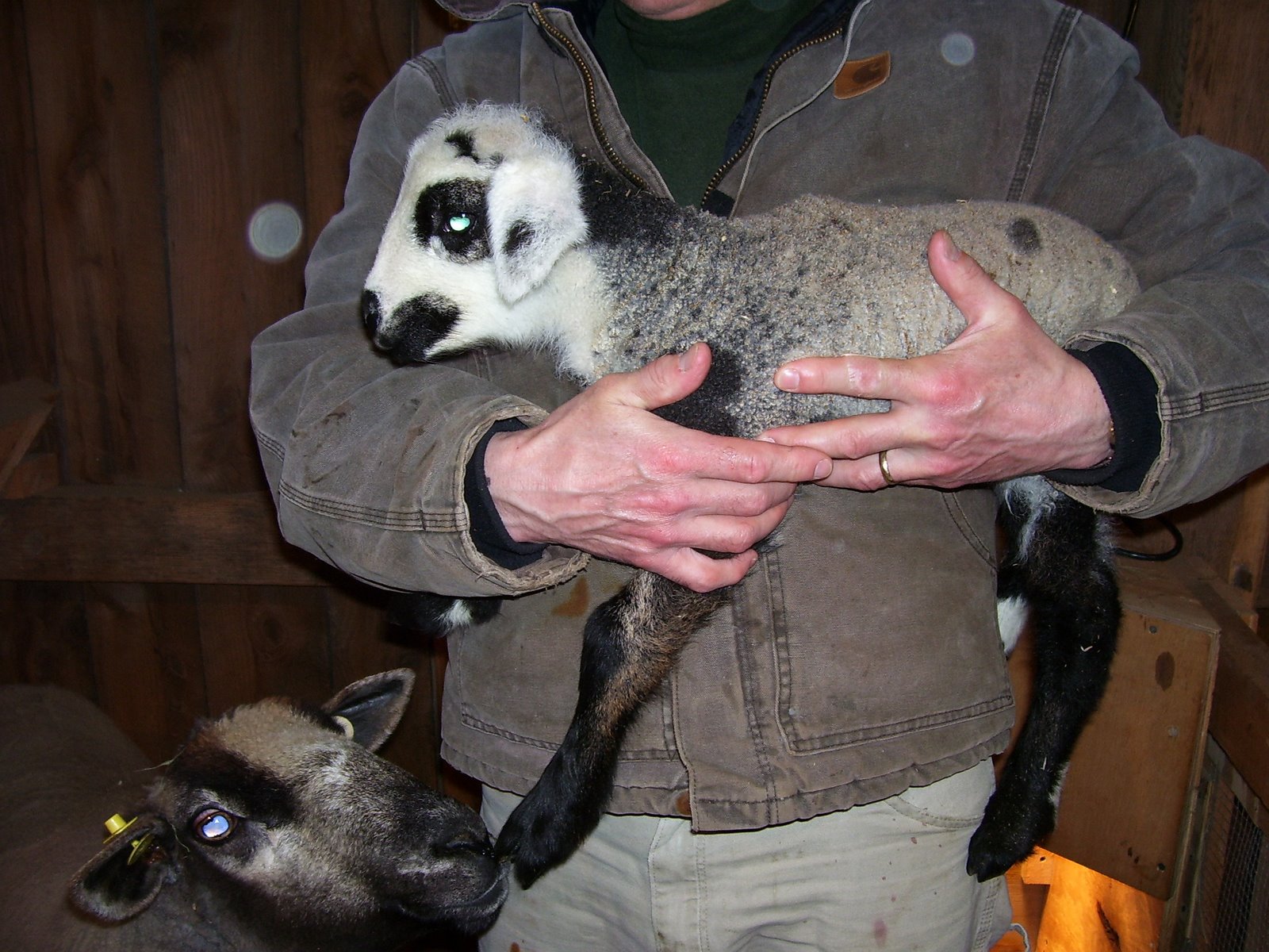 [Lambing+06+089.jpg]