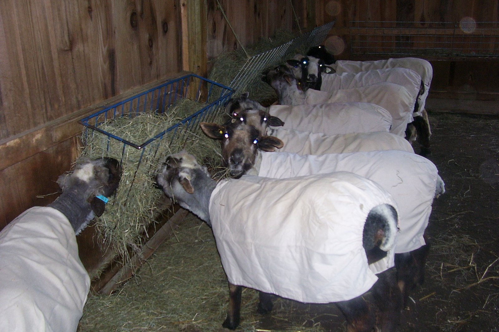 [Shearing+2008+012.jpg]