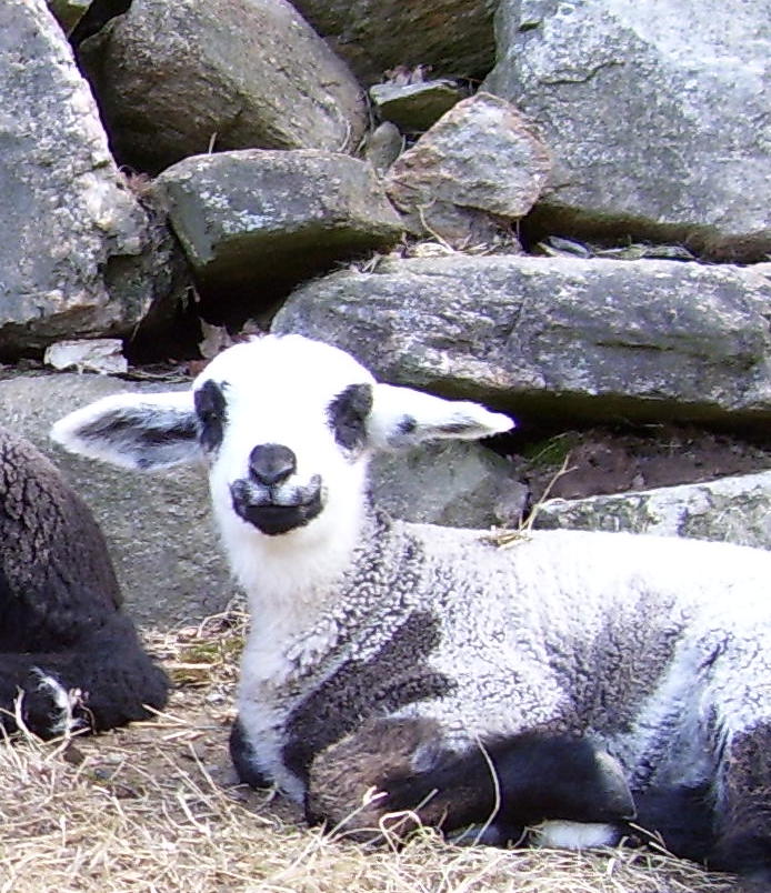 [Lambing+06+202.jpg]