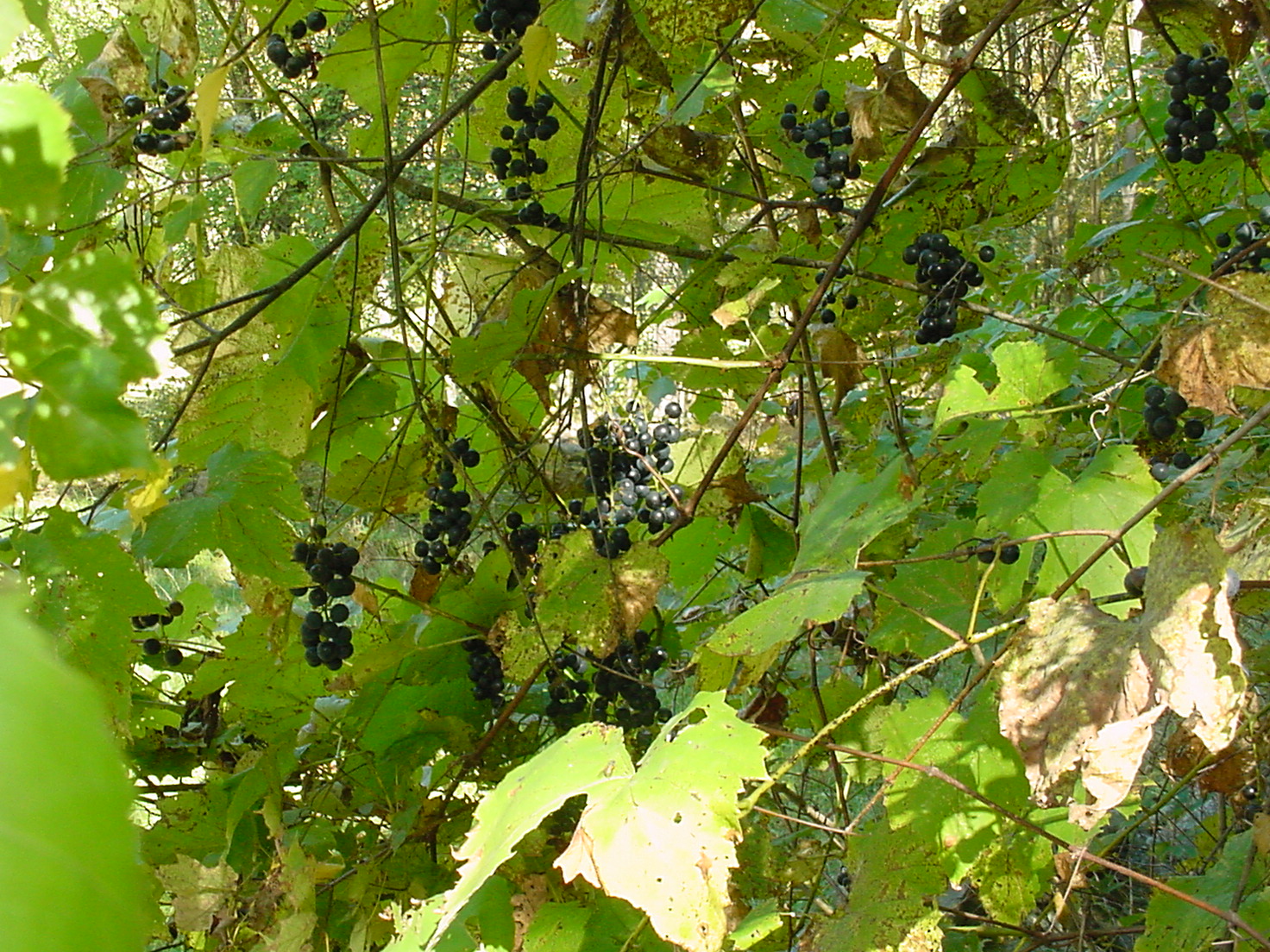 [Fall+2007+073.jpg]