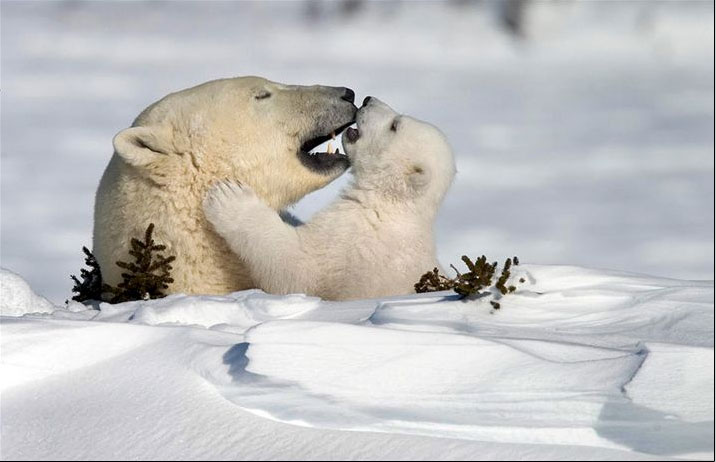 [polar+love.jpg]