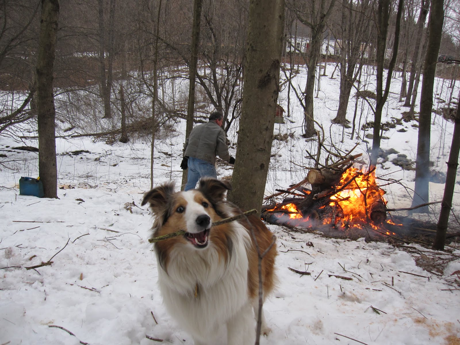 [chew+sticks.jpg]