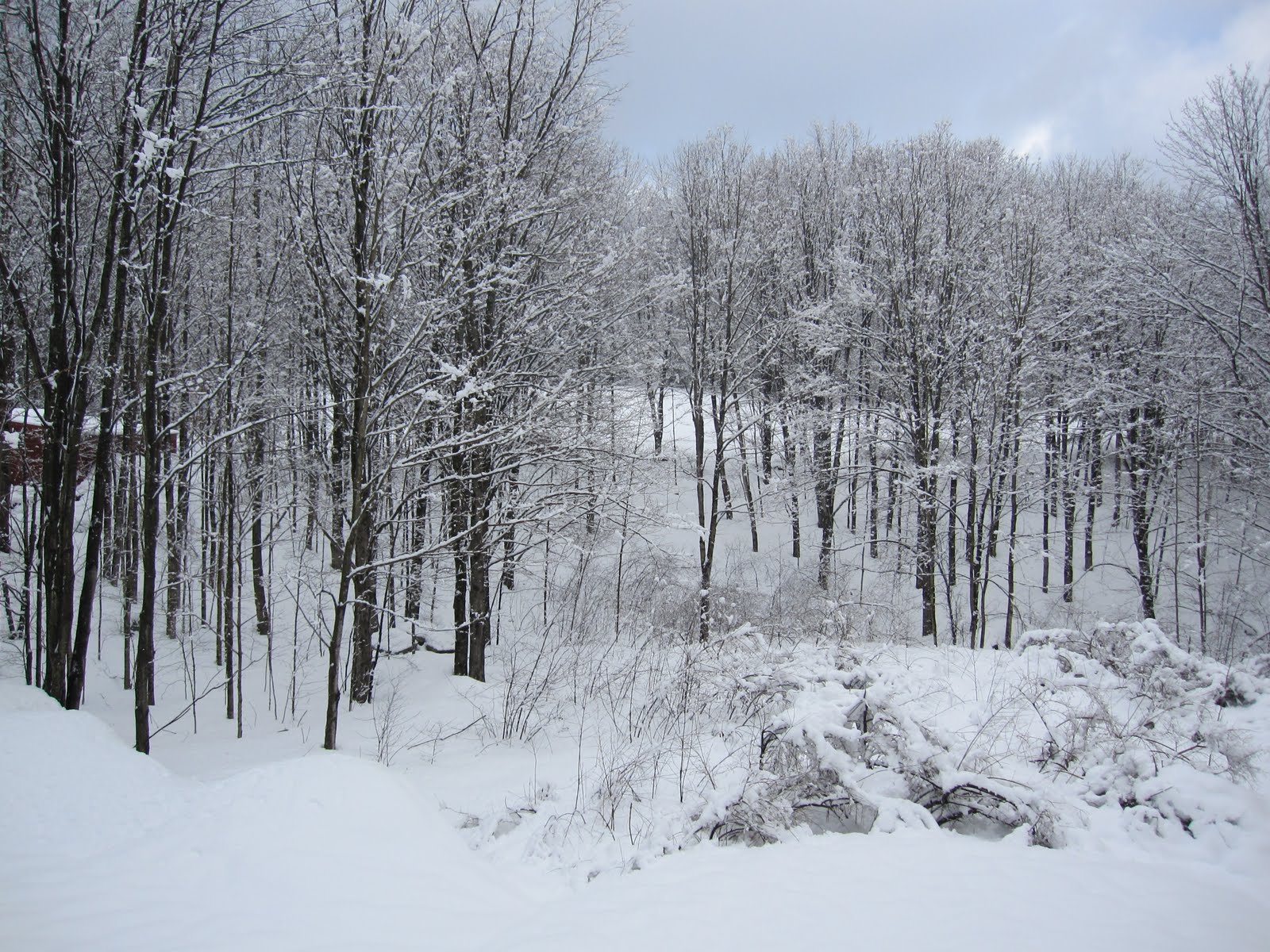 [morning+snow.jpg]