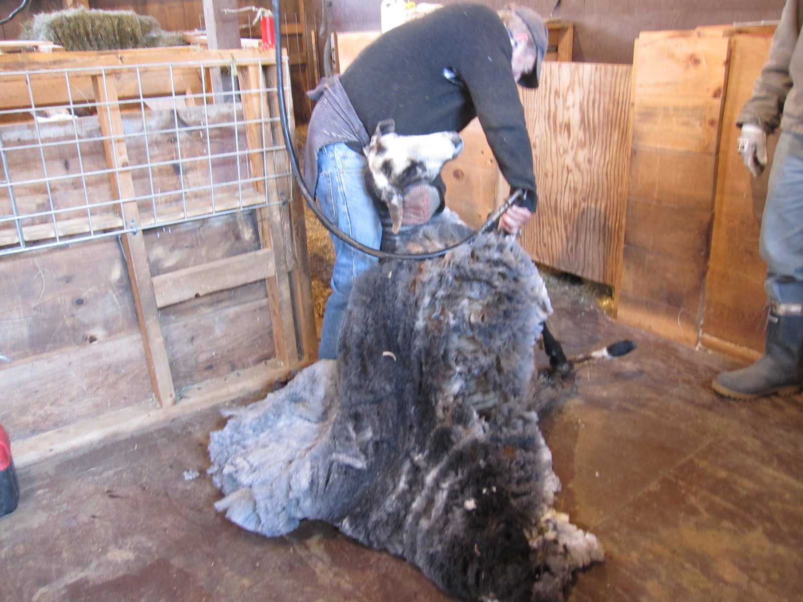 [shearing+Charlotte.jpg]