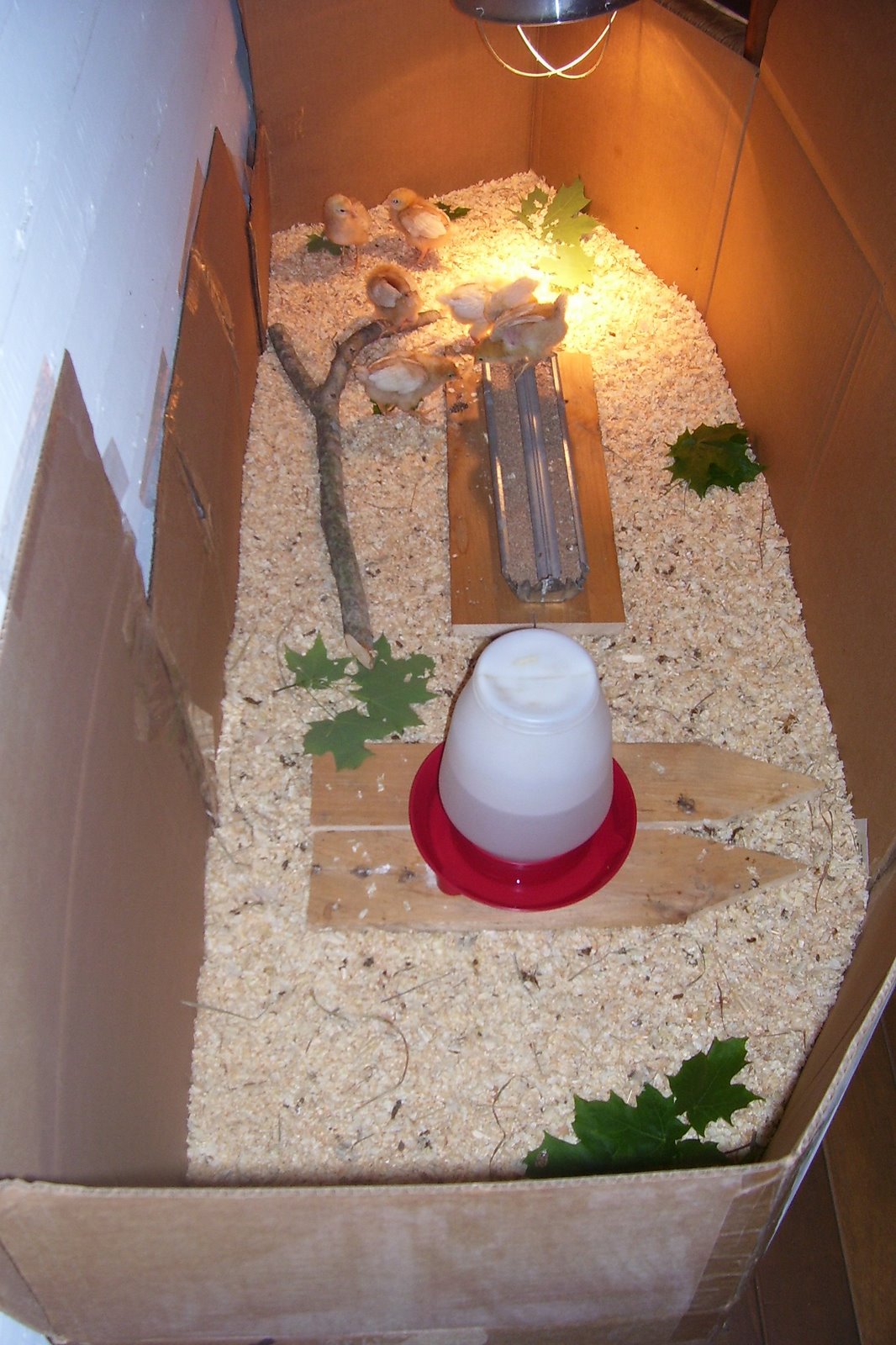 [chicks+coop.jpg]