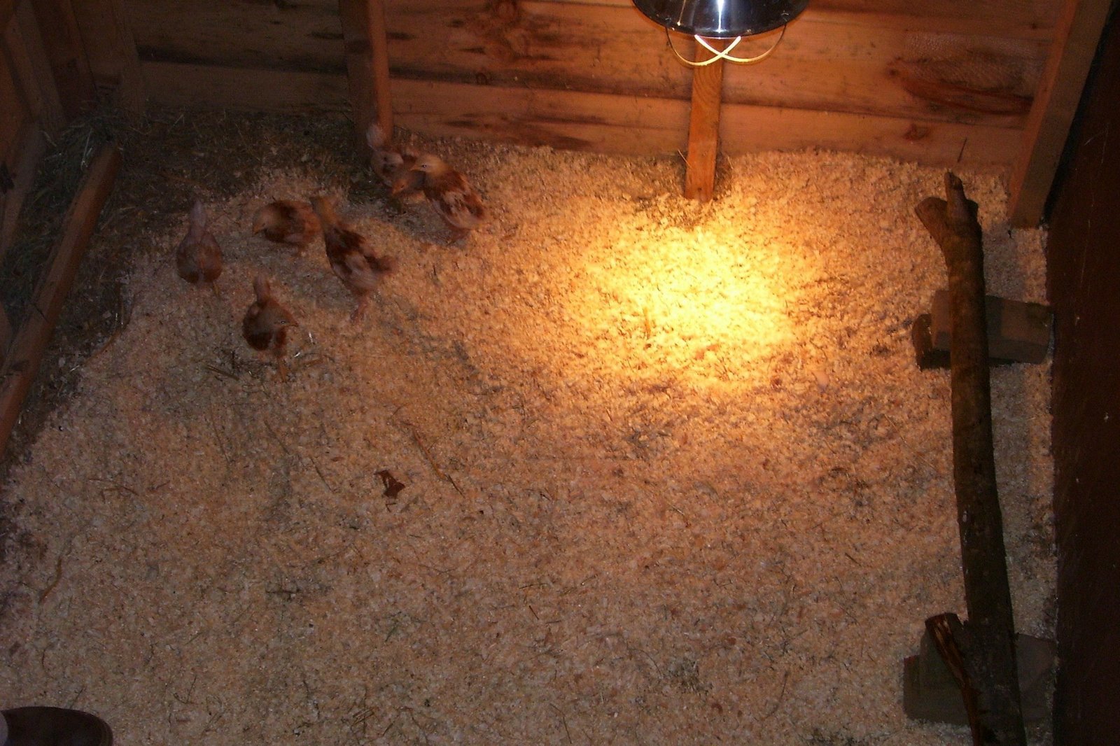 [chicks+next+coop.jpg]