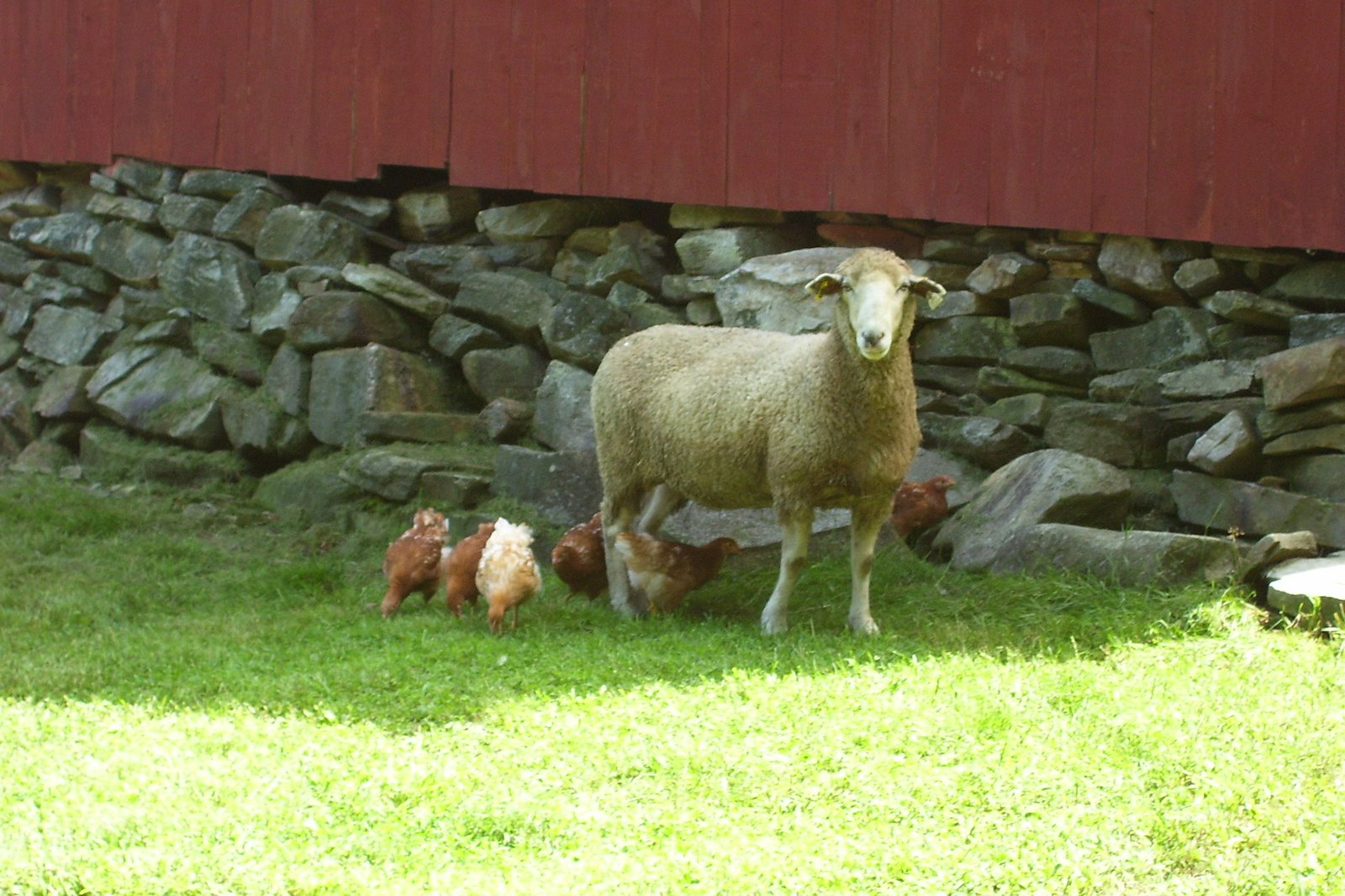 [Della's+flock.jpg]