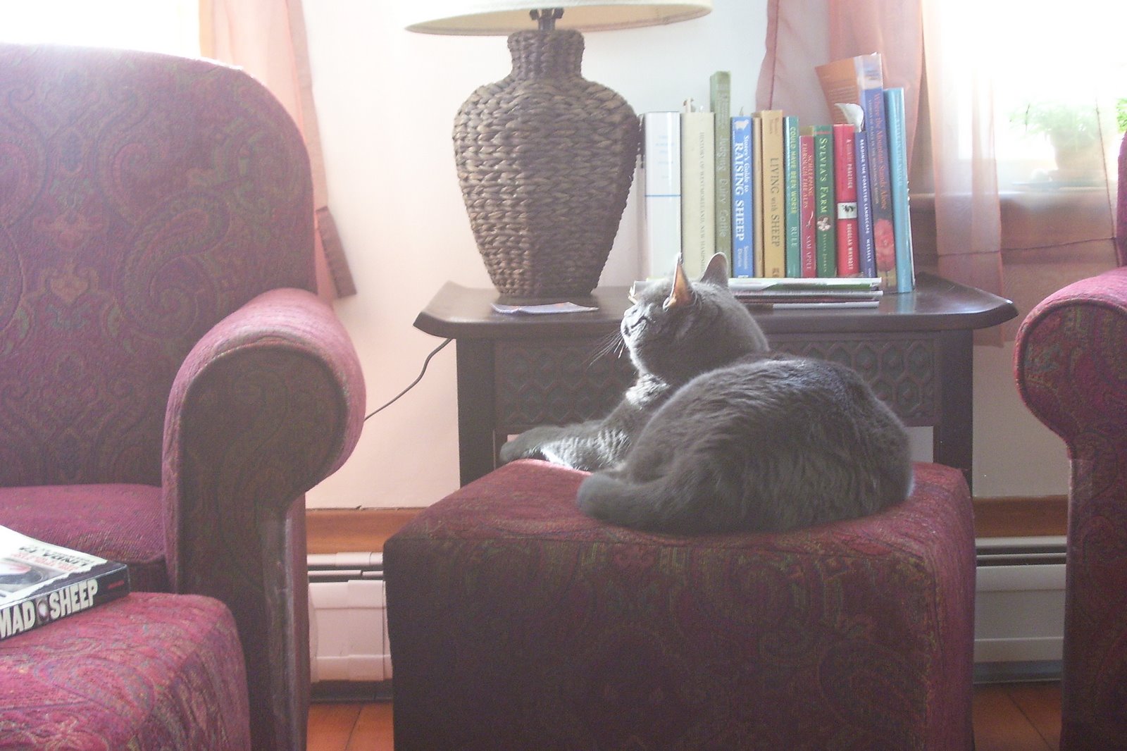 [Webster+basking.jpg]