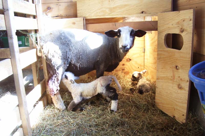 [Georgia+and+lambs.jpg]