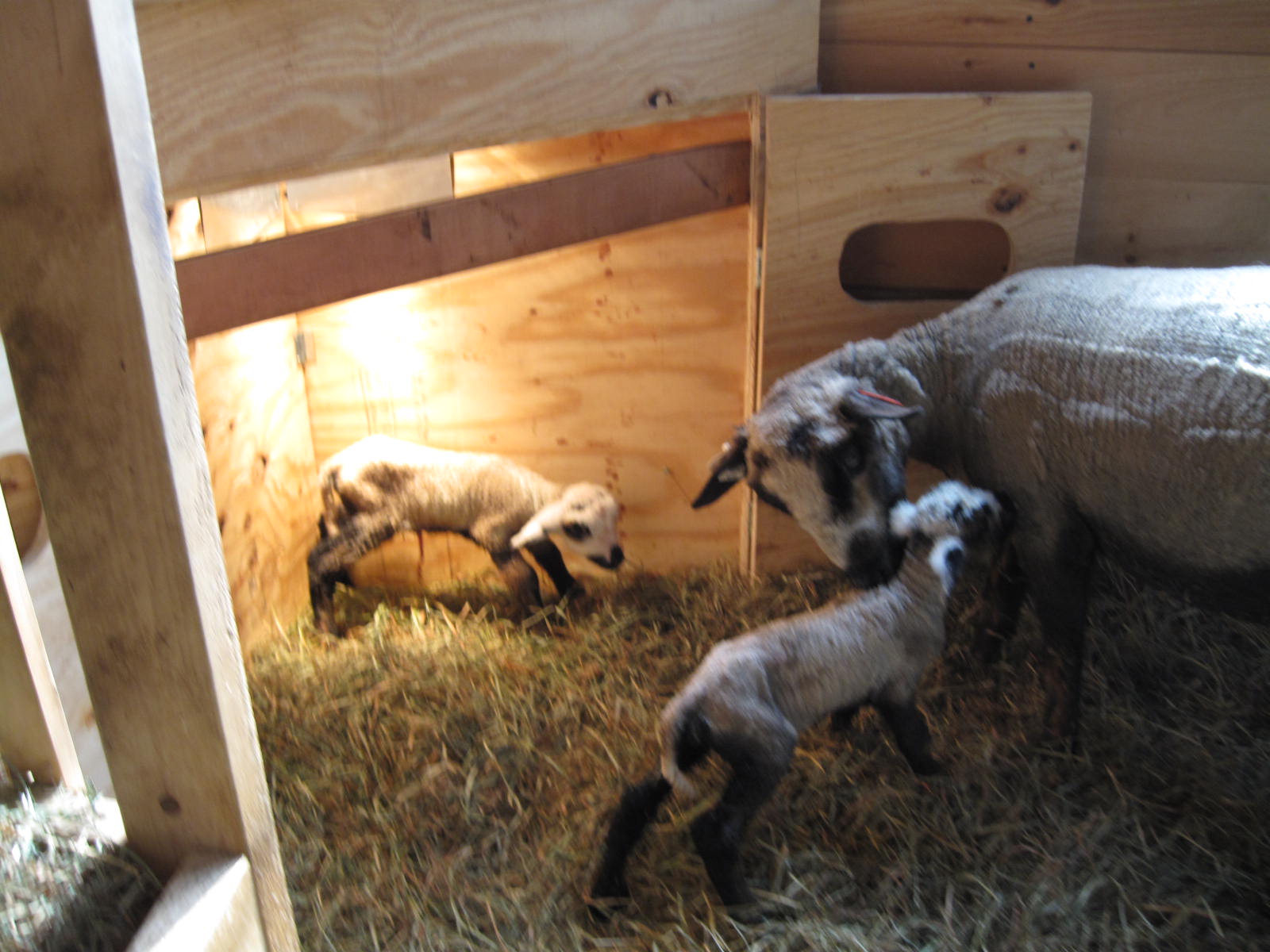 [Hazel+lambs.JPG]