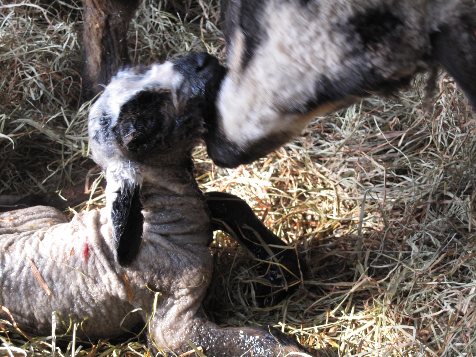 [Hazel+just+born.JPG]