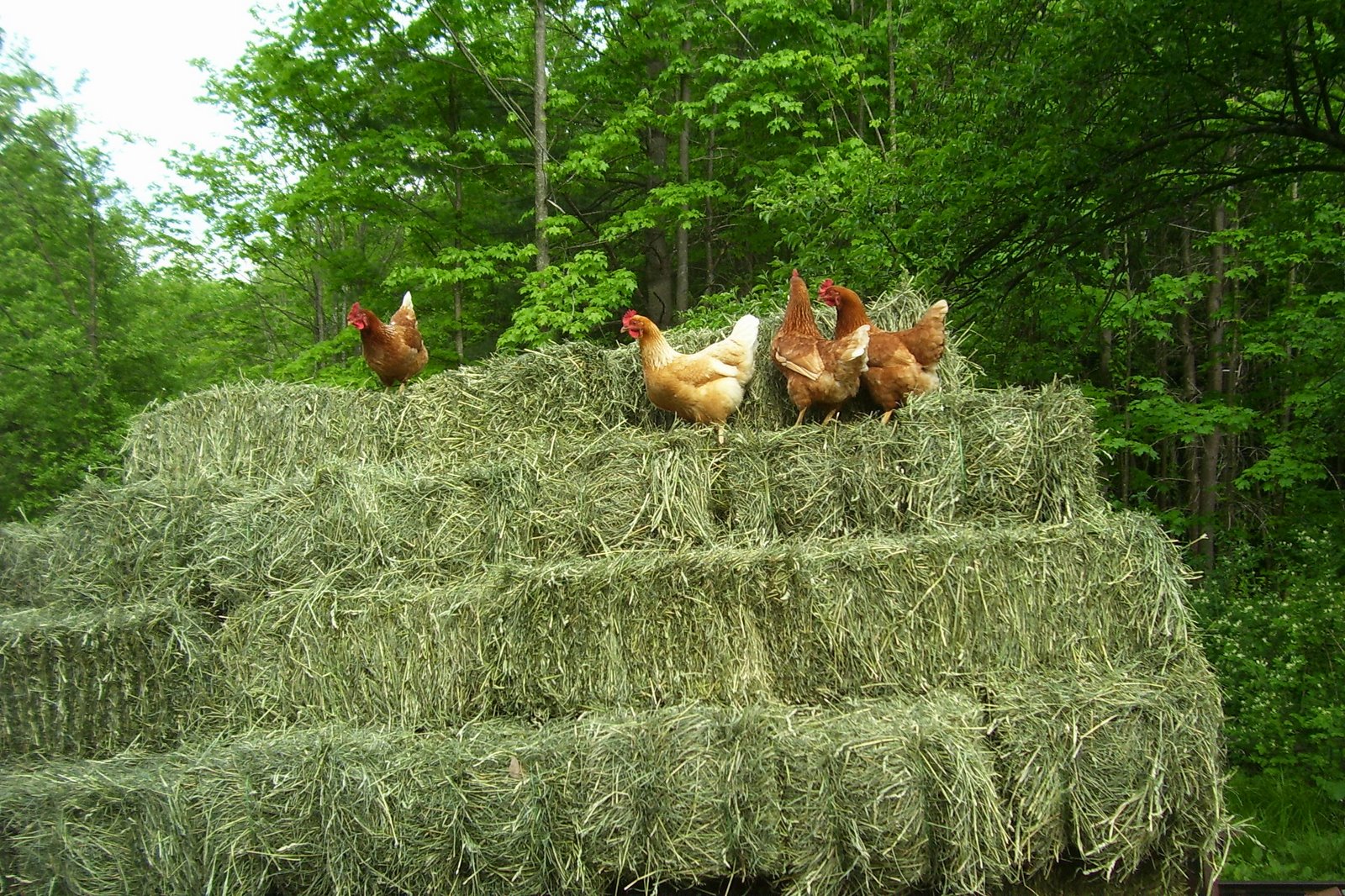 [Hay+hens.jpg]