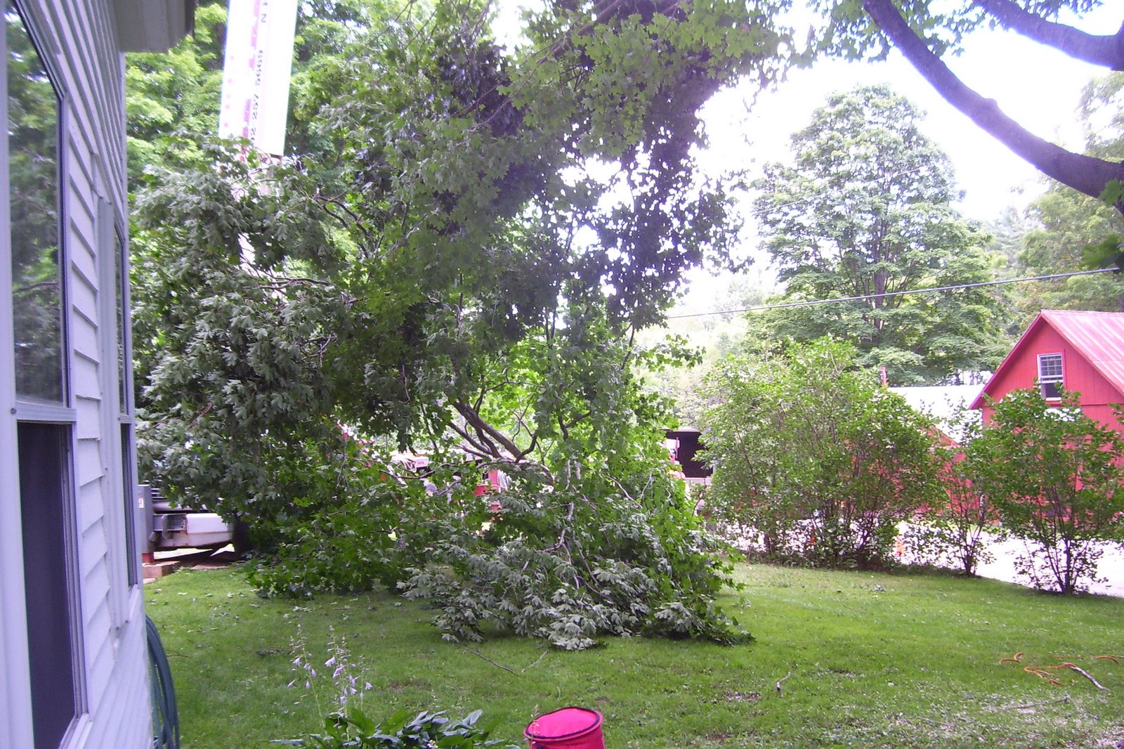 [trees.jpg]