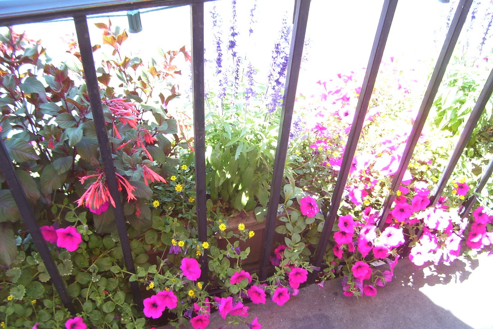 [flowers.JPG]
