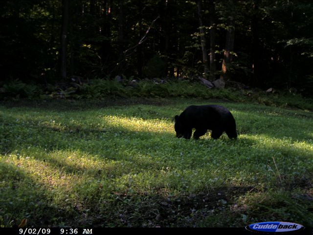 [Bear+on+Long+Ridge.JPG]