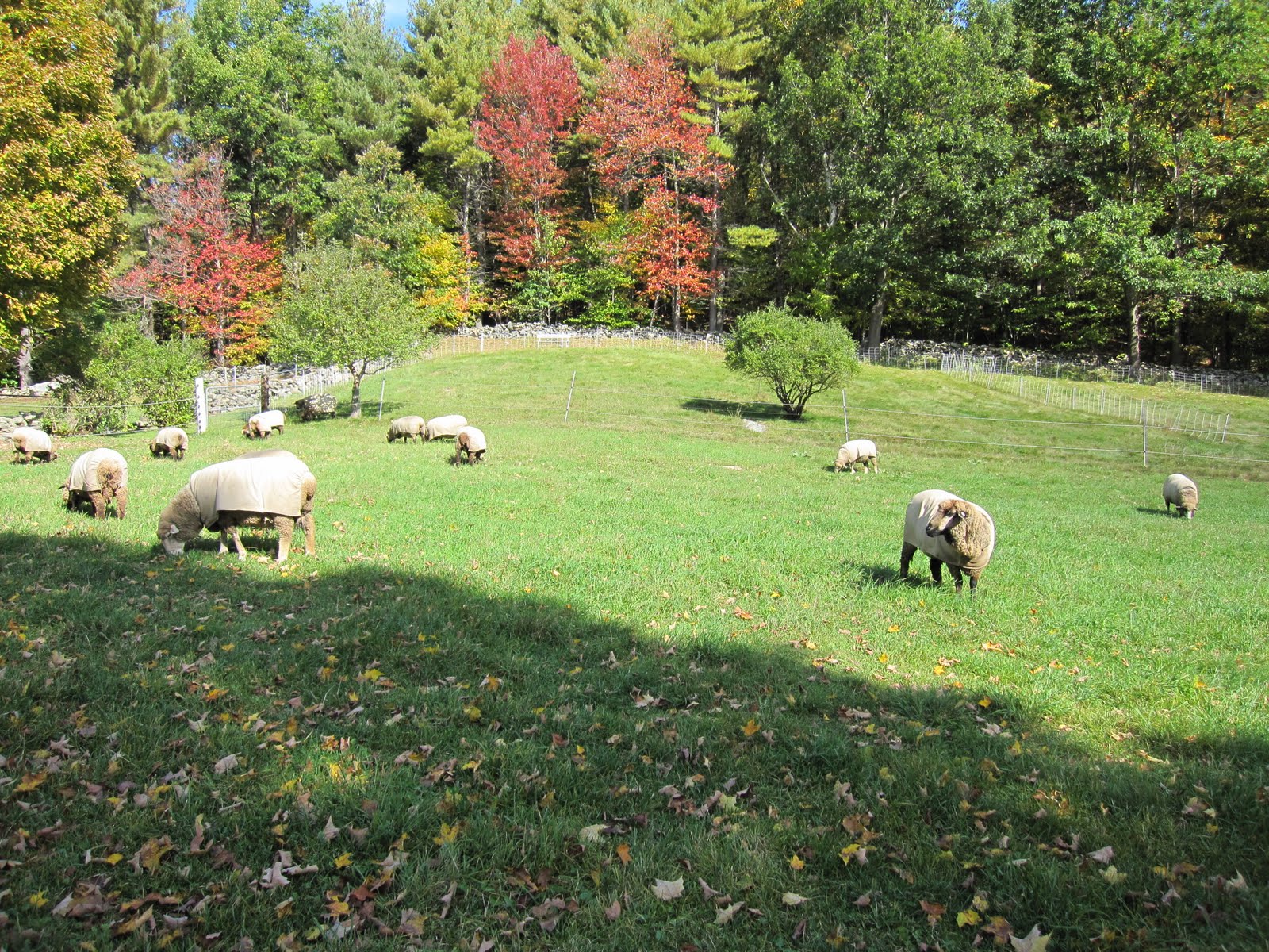 [fall+pasture.jpg]