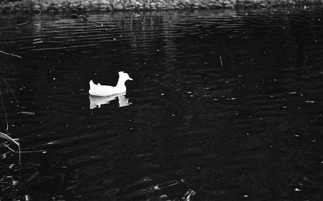 bird of a feather meaning in urdu
