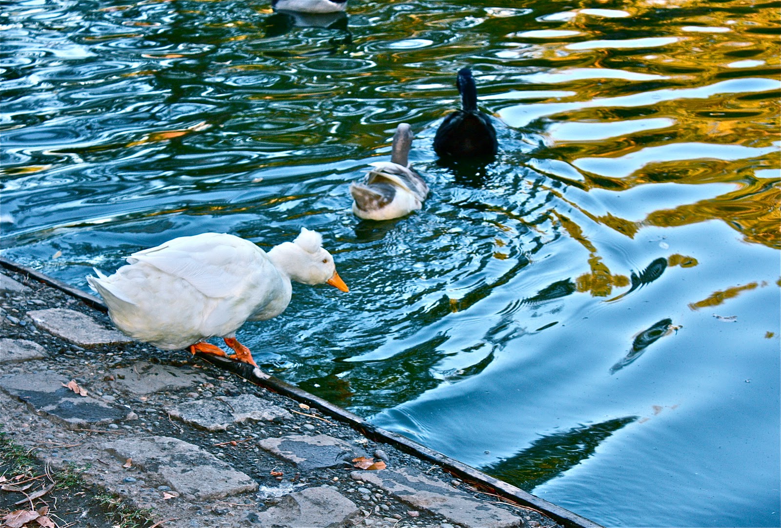 Importance of birds essay image