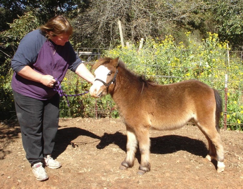 Natural Training Methods for the Miniature Horse Teaching your horse
