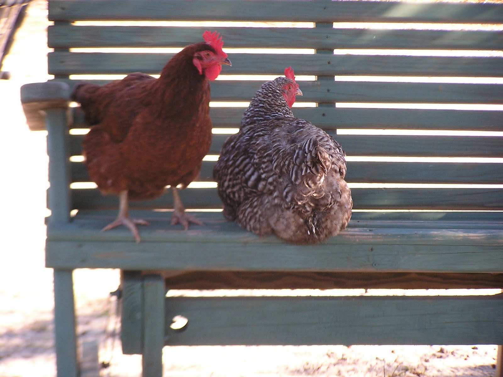 Laughing Chicken