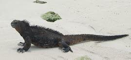 Iguana