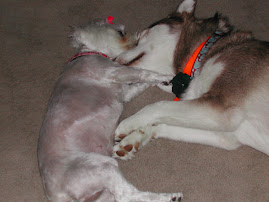 Dogs Sleeping