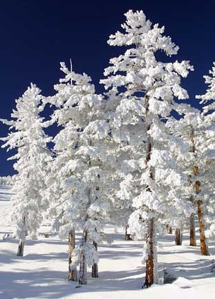 [natal-neve.jpg]
