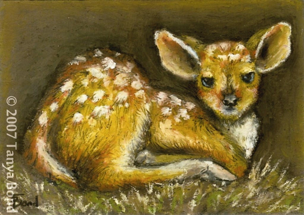 [fawn.jpg]