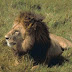 Le Roi Lion n'est pas le roi des animaux