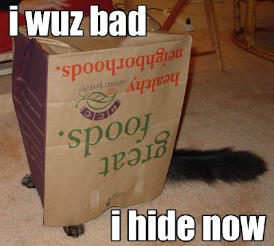 Sorry lolcat