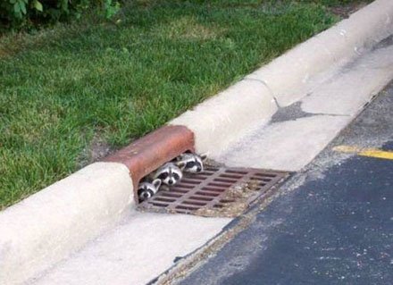 [Raccoon+Invasion.jpg]