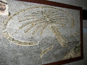 A picture of one of Palm Tree Island's Fronds.