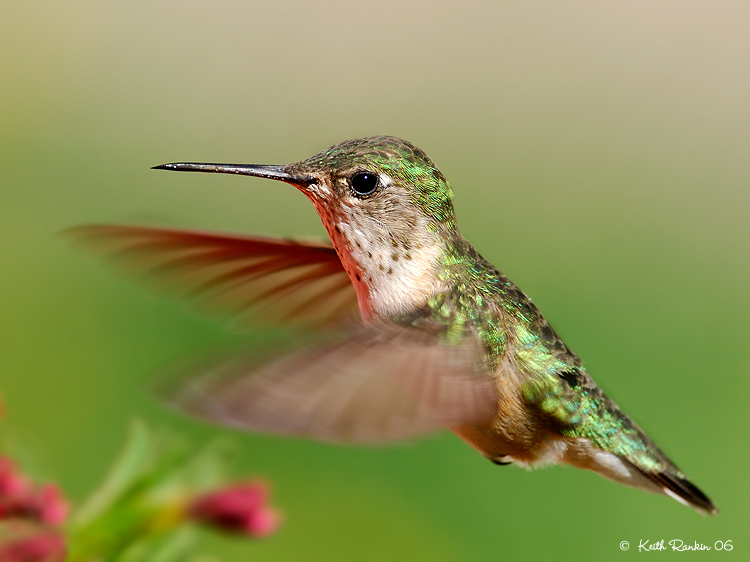 Fast Shutter Photography