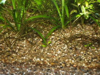 Holland Sand