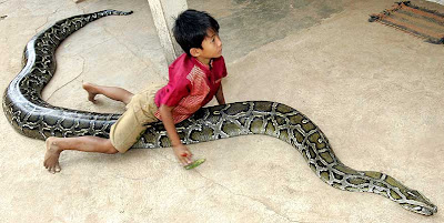 Mascota