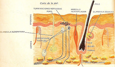 Corte de la piel