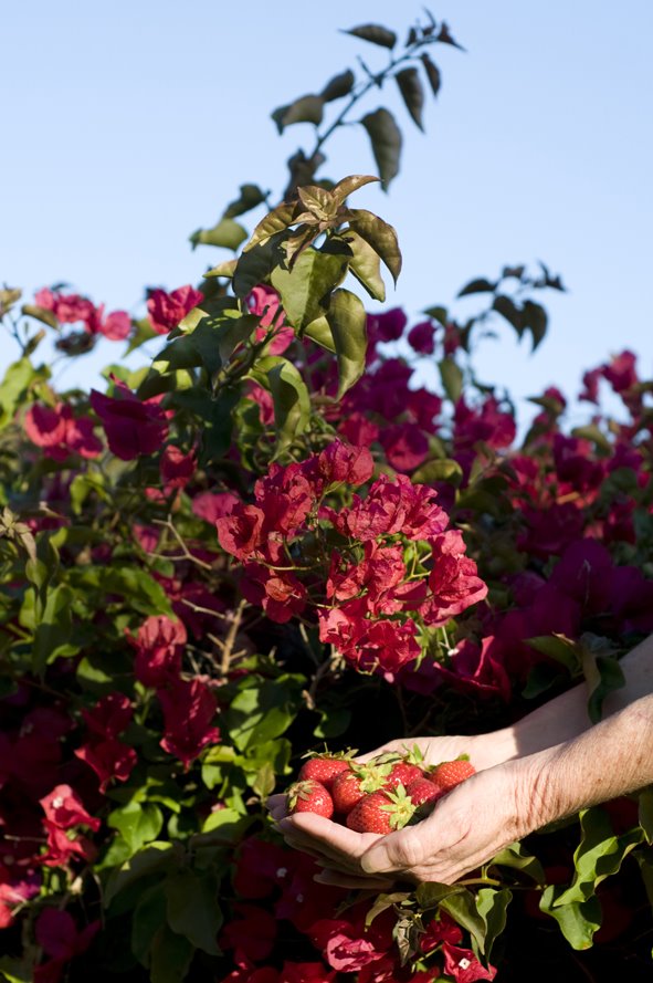 [strawberry_bougainvillea.jpg]