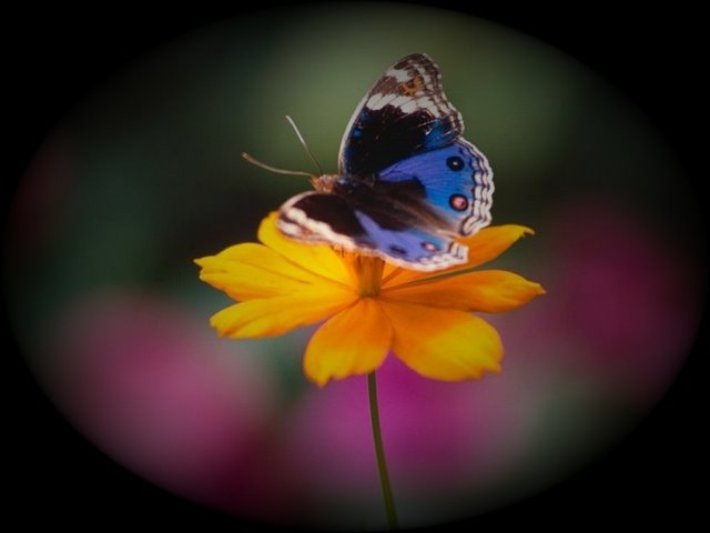 [farfalle3fq2ps7.jpg]