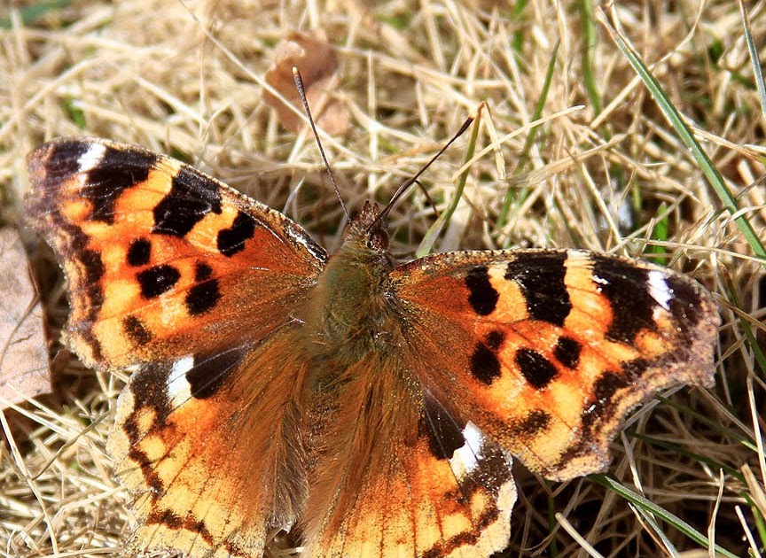 Wisconsin Bound Butterflies have tongues...