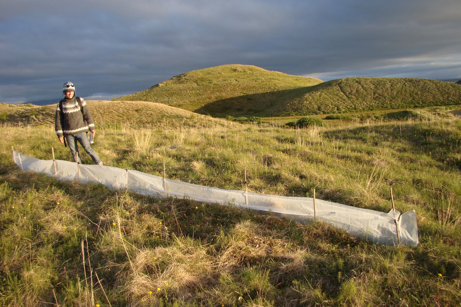 Smidge of Midge drift fences