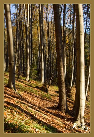 Pădurea