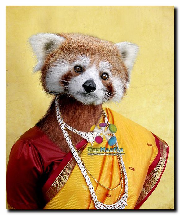 amazingarticles Amazing Animal Dress Ups