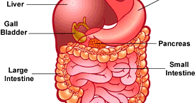 Science: Human Digestive System