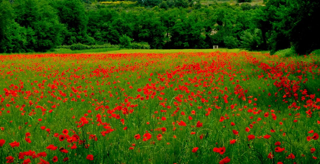 [coquelicots8.jpg]