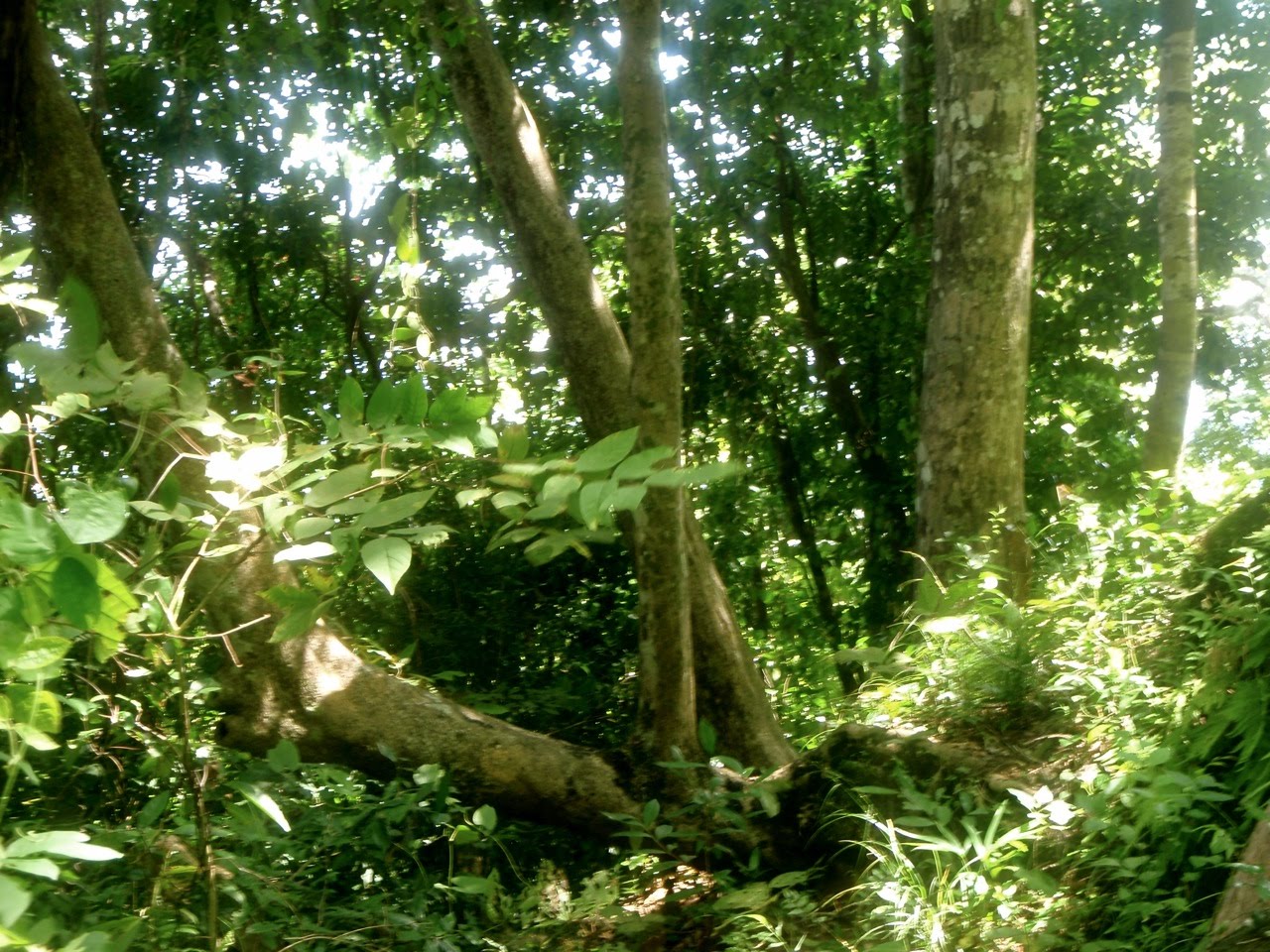 [Phuket_jungle12.jpg]