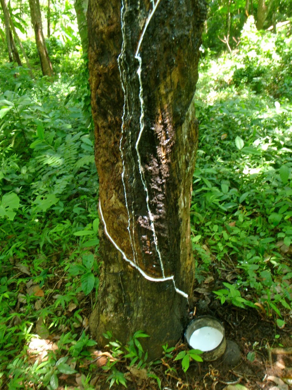 [Phuket_jungle06.jpg]